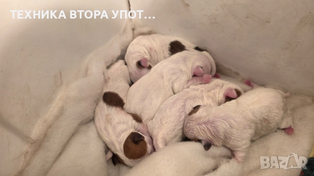 Джак ръсел териер родени на 29.11.25, снимка 4 - Джак ръсел териер - 52606975