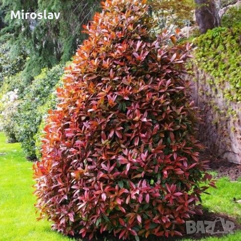 Фотиния-(Photinia Red Robin), снимка 2 - Градински цветя и растения - 33103700