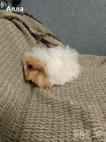 В наличност има морски свинчета и зайчета, снимка 12 - Декоративни зайчета - 52735330