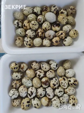 Продавам Домашни Оплодени  Яйца  от Пъдпъдъци , снимка 6 - Други - 46928739
