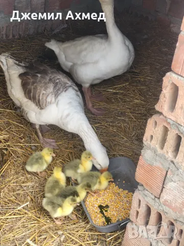 Гъски пилета ярки носачки, снимка 3 - Патици и гъски - 49831800