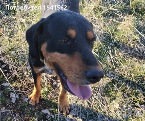 продават се гончета , снимка 1