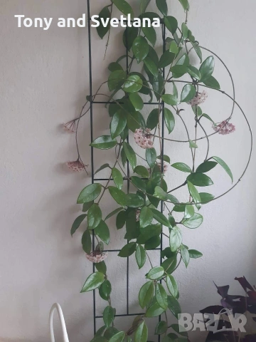 стайни цветя- Хоя (Восъчно цвете), Традесканция Зебрина, Хлорофитум, Алое в комплект , снимка 5 - Стайни растения - 53480374