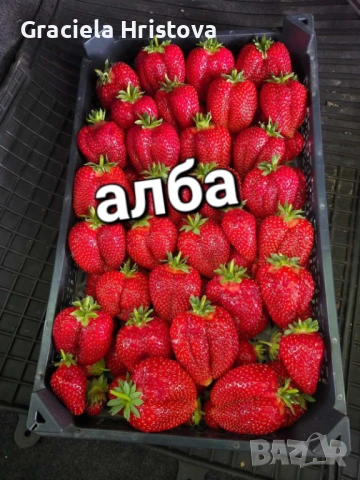 Продавам качествен разсад ягоди , снимка 8 - Градински цветя и растения - 53560287