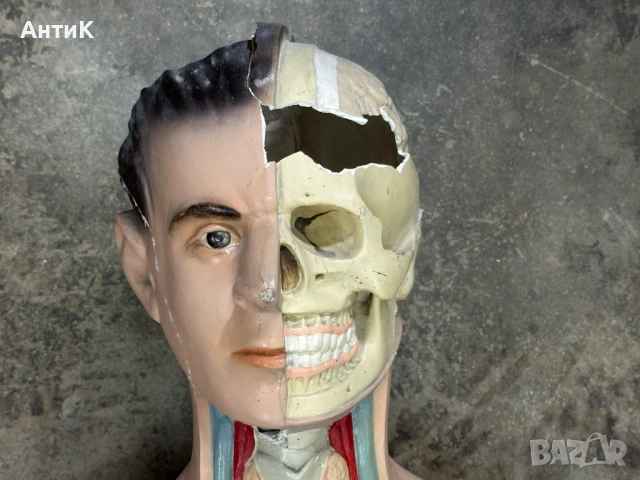 Соц Учебен Модел на Човешко Тяло Торс, снимка 5 - Антикварни и старинни предмети - 53296122