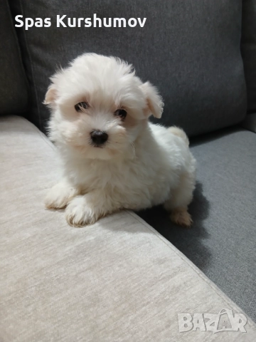 Продавам малтийска болонка, снимка 2 - Болонка - 52892797