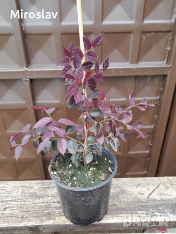 Лоропеталум, снимка 7 - Градински цветя и растения - 50936417