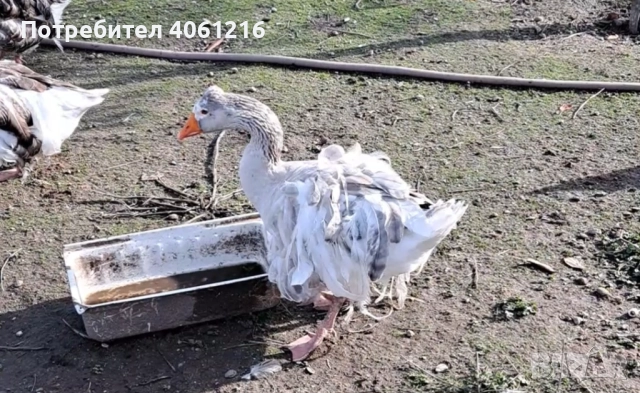 Къдрави гъски , снимка 3 - Патици и гъски - 52627779