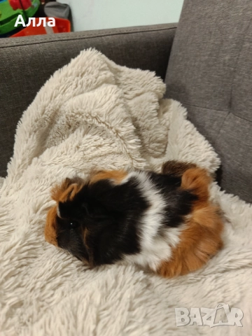 В наличност има морски свинчета и зайчета