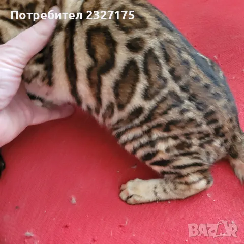Бенгалска котка, снимка 13 - Бенгалски - 25815287
