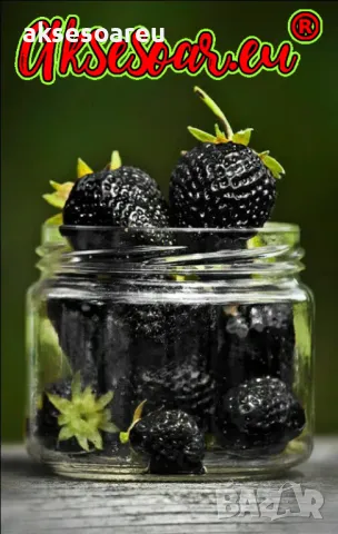 80 семена от плод черна ягода органични плодови ягодови семки от вкусни черни ягоди отлични плодове, снимка 5 - Сортови семена и луковици - 50419261