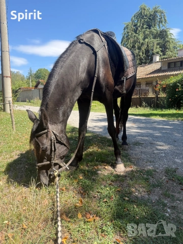 Ездитна кобила Марта, снимка 13 - Коне - 51464803