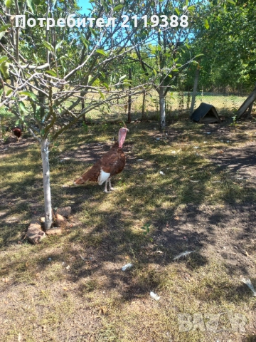 Женски и мъжки пуйки,миналогодишни, снимка 8 - Кокошки и пуйки - 51803244