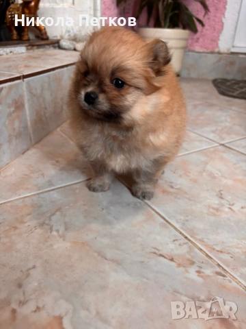 Померан , снимка 3 - Померан - 53099656