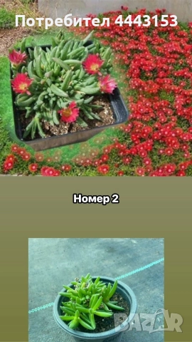 Делосперма разсад , снимка 5 - Градински цветя и растения - 50123866