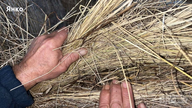 Бали слама и сено рулонни, снимка 6 - За селскостопански - 52337096