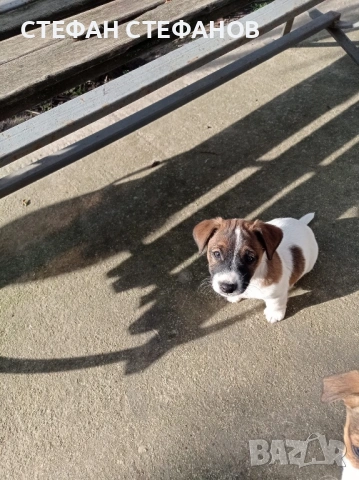 Джак Ръсел , снимка 14 - Джак ръсел териер - 52917744