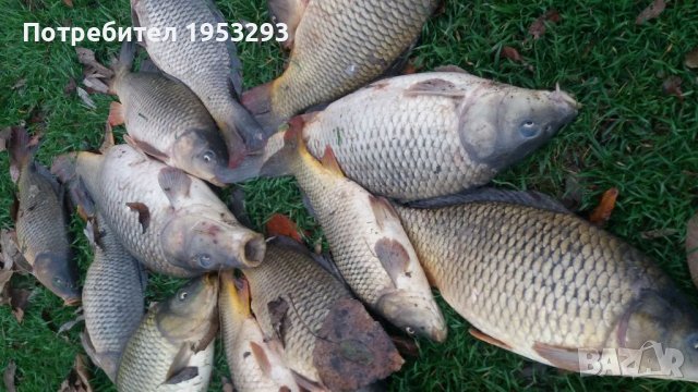 Риба от 1 до 6 кила див шаран за консумация и спортен риболов., снимка 4 - Други - 26686677