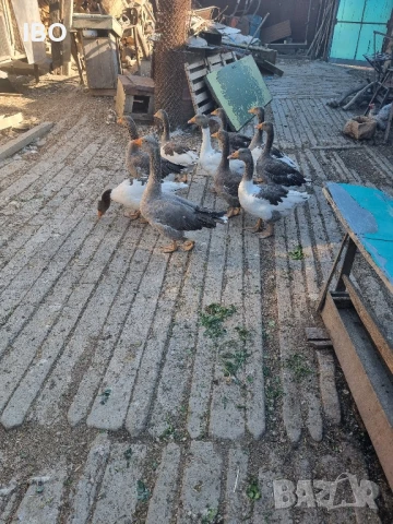 гъски фазан петли пуйки, снимка 7 - Патици и гъски - 51185883