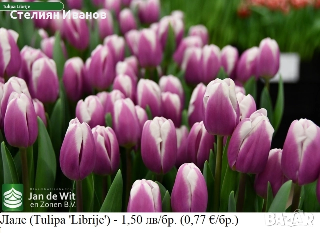 Лале (Tulipa 'Librije') – луковици