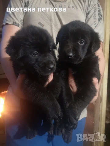 Голдън ретривър и немска овчарка 