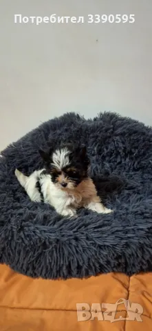 Бивър Йоркширски Териер , снимка 1