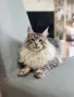 Мейн кун / Maine coon / Мейн куун котенце, снимка 4