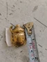 Нова фигурка египетски скарабей, снимка 4