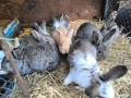 Продавам зайци , снимка 3