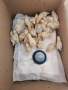 Продавам пилета Доминант,Легхорн,Ломан Браун,Старозагорска Кръстоска, снимка 1 - Кокошки и пуйки - 44905479