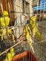 Продавам различни видове папагали , снимка 11