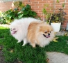Померан, померанче, снимка 8