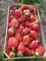 Разсад  ягоди, снимка 1