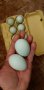 Разплодни яйца от сребриста Араукана , снимка 6