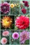  ДАЛИИ -  9 цвята , грудки, снимка 1 - Градински цветя и растения - 38416119