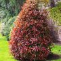 Фотиния-(Photinia Red Robin), снимка 1 - Градински цветя и растения - 33103700