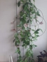 стайни цветя- Хоя (Восъчно цвете), Традесканция Зебрина, Хлорофитум, Алое в комплект , снимка 5