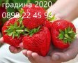Ягода Максим - Strawberry Maxim Ягода гигант с прекрасен вкус и лесна за отглеждане