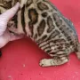 Бенгалска котка, снимка 13