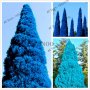 100 бр. семена кипарис синя елха бор сини иглолистни кипарисови дървета бонсай екзотични за градина , снимка 8