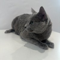 Продавам родословни котета - руска синя, снимка 4 - Руска синя котка - 42625659