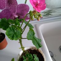 Мушкато , снимка 10 - Градински цветя и растения - 28406630