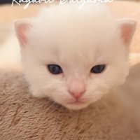 Рагдол коте / Регдол котенце / Ragdoll Cat, снимка 2 - Други - 43222892