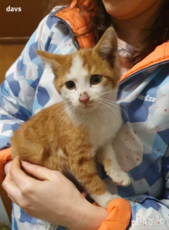 Намерено - Рижаво мъниче спешно търси дом, снимка 1