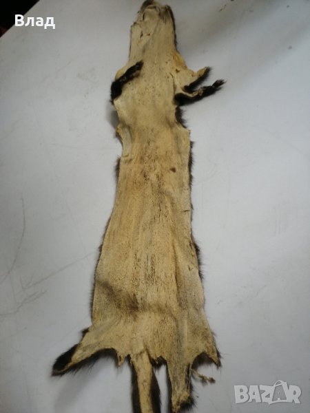 Кожа от норка, снимка 1