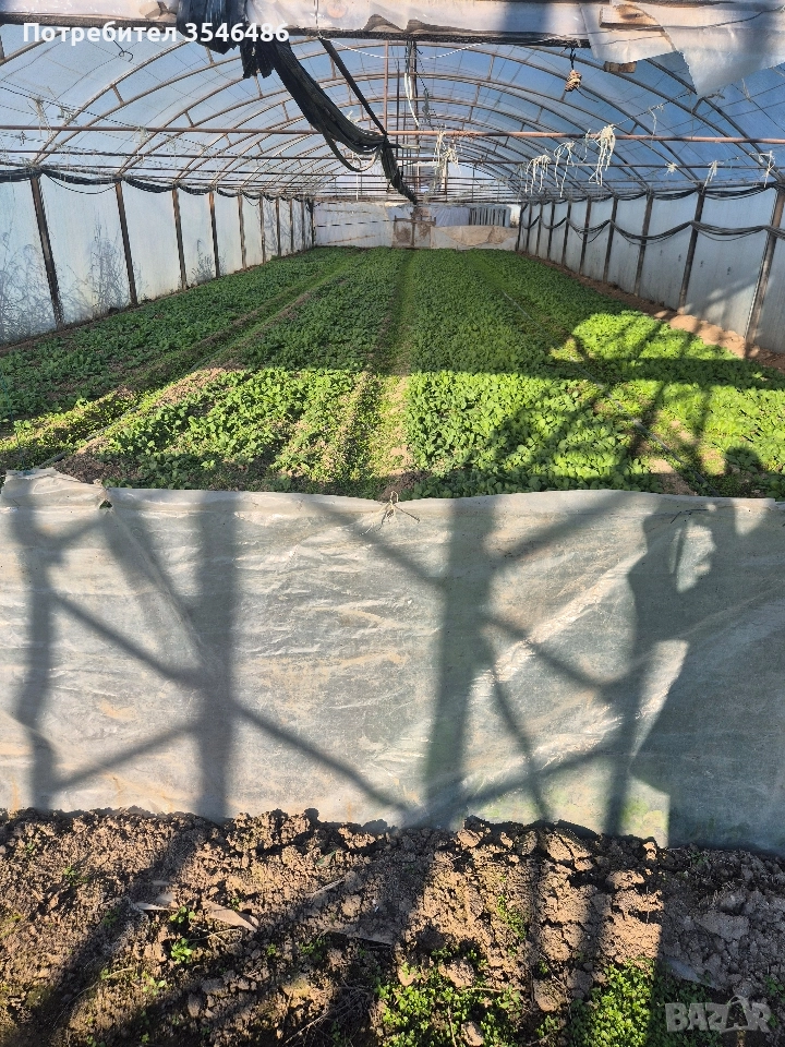 Отдавам под наем оранжерии, снимка 1