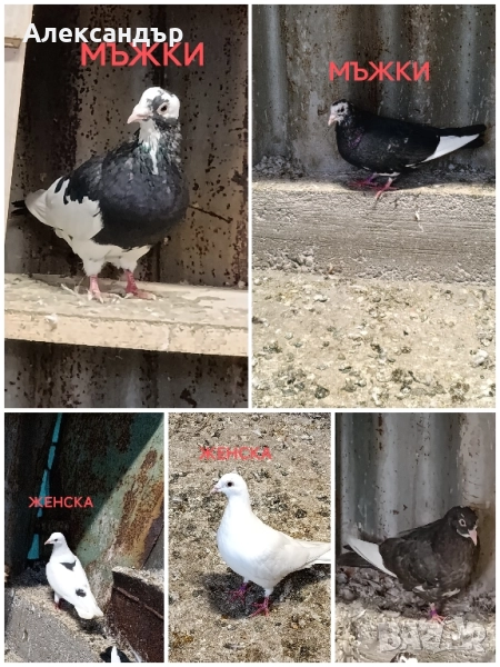 Гълъби , снимка 1