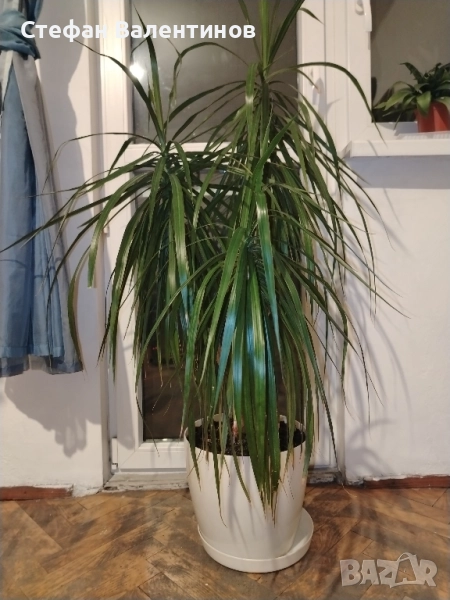 Драцена Маргината , снимка 1