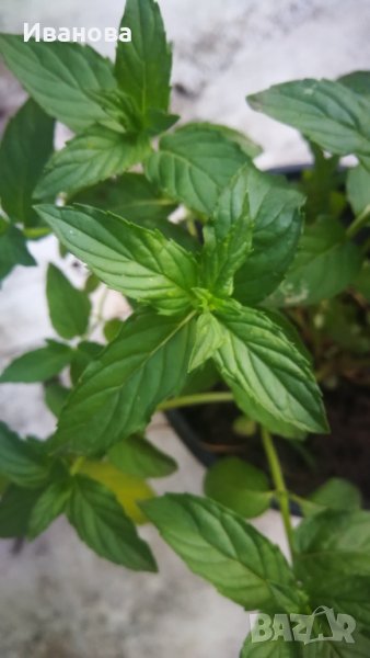 Джоджен, гьозум, , снимка 1