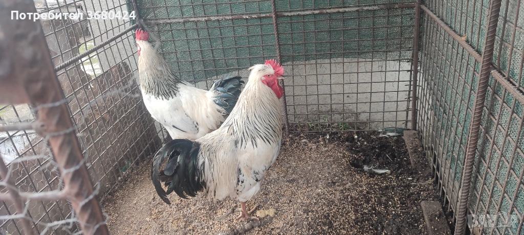 Петли , снимка 1